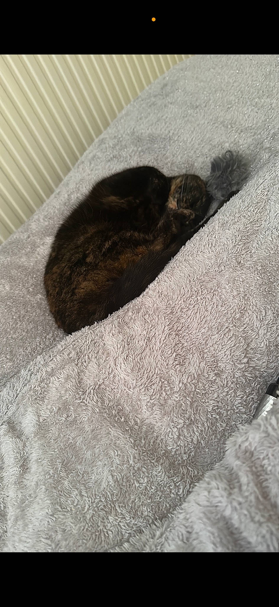 Princess joined the competition — help win amazing prizes! comfort, fur, grey, human_leg, linens, pattern, rock, sleeve, tail, terrestrial_animal, textile, wood