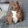 dog, brown_dog, white_chest, sitting, indoors, chair, fluffy_blanket, gray_blanket, furniture, home, living_room, television, portrait, pet, canine, short_hair, folded_ears, front_view, camera_gaze, phone_watermark