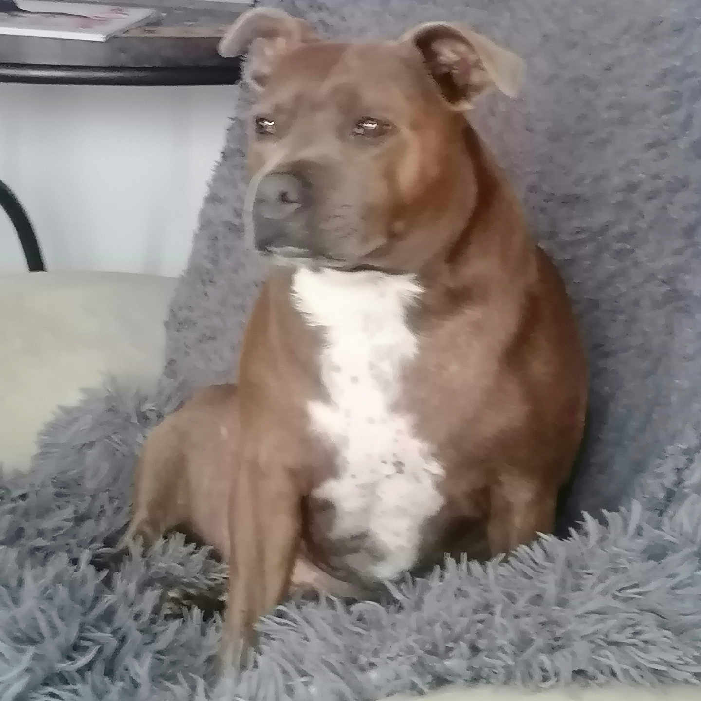 Reika participe au concours pour gagner de l'argent avec cette photo : dog, brown_dog, white_chest, sitting, indoors, chair, fluffy_blanket, gray_blanket, furniture, home, living_room, television, portrait, pet, canine, short_hair, folded_ears, front_view, camera_gaze, phone_watermark