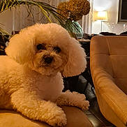 Ilou participe au concours pour gagner de l'argent avec cette photo : animal, brown, comfortable, couch, cozy, curtains, decor, dog, flower, fluffy, furniture, home, indoor, lamp, living_room, pendant_light, pet, plant, relaxed, vase
