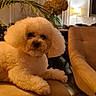 animal, brown, comfortable, couch, cozy, curtains, decor, dog, flower, fluffy, furniture, home, indoor, lamp, living_room, pendant_light, pet, plant, relaxed, vase