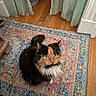 Pelusa joined the competition — help win amazing prizes! animal, calico_cat, cat, cord, cozy, curtains, curtains_sheer, domestic_cat, feline, flooring, fluffy, green_eyes, home_interior, indoor, looking_up, patterned_rug, pet, pet_bowls, rug, wooden_floor