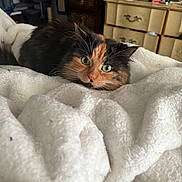 Pelusa joined the competition — help win amazing prizes! animal, blanket, calico, cat, cozy, curious, cute, domestic, dresser, fluffy, fur, furniture, green_eyes, home, indoor, pet, relaxing, resting, soft_texture, whiskers
