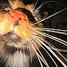 Pelusa is registered to the contest to win money with this photo: animal, black_fur, cat, close_shot, close_up, curious, dark_background, face, feline, fur, indoor, long_whiskers, nose, nose_focus, orange_fur, pet, portrait, whiskers, white_fur, yellow_eyes