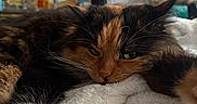 Pelusa is registered to the contest to win money with this photo: blanket, calico_cat, cat, close_up, cozy, domestic_animal, feline, fluffy, fur, home, indoor, mirror, pet, plants, relaxed, resting, sleepy, soft_lighting, wall_art, white_paws