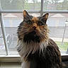 animal, calico, car, cat, closeup, curious, daylight, feline, fluffy, fur, house, indoor, lamp_post, parking_lot, pet, screen, suburban, whiskers, window, windowsill