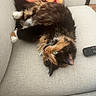 cat, colorful, couch, cozy, cushion, domestic_animal, flower_pattern, fur, green_eyes, home, indoor, lying_down, pet, relaxed, remote_control, resting, sofa, soft_furniture, tortoiseshell_cat, whiskers