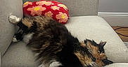 Pelusa Lucille joined the competition — help win amazing prizes! animal, calico, cat, comfortable, couch, cozy, curious, flower_pattern, fluffy, fur, furniture, home, indoor, living_room, paw, pet, pillow, relaxed, stretching, whiskers