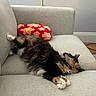 animal, calico, cat, comfortable, couch, cozy, curious, flower_pattern, fluffy, fur, furniture, home, indoor, living_room, paw, pet, pillow, relaxed, stretching, whiskers