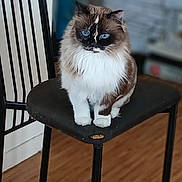 Frimousse participe au concours pour gagner de l'argent avec cette photo : cat, blue_eyes, fluffy, chair, indoor, wooden_floor, pet, feline, sitting, black_chair, domestic_animal, fur, cute, animal, portrait, home, furniture, looking, whiskers, calm