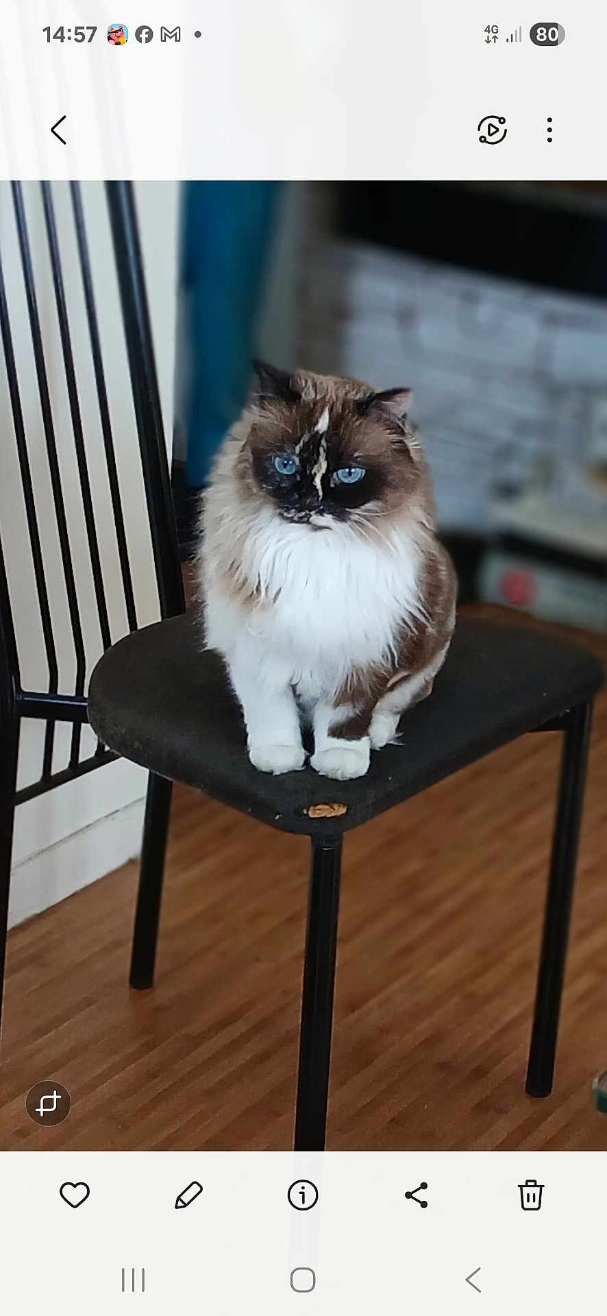 Frimousse