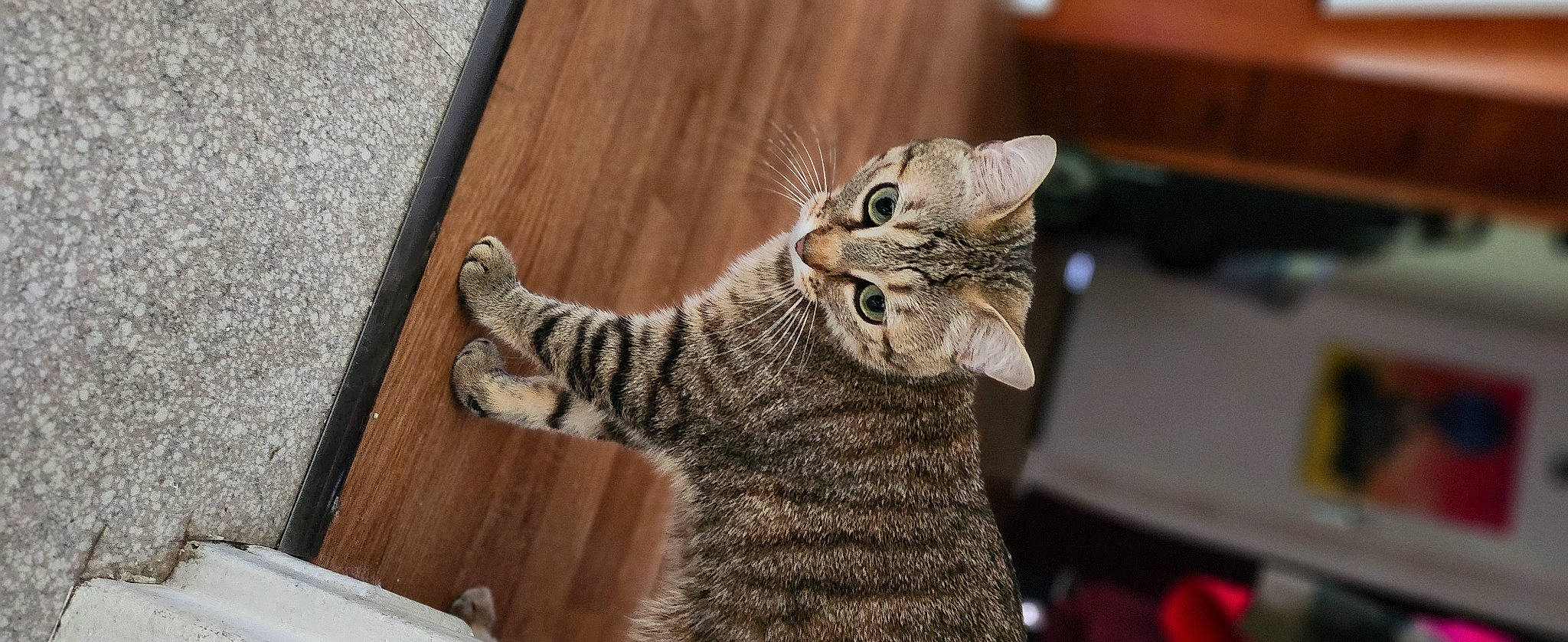 Saphire a rejoint le concours — aidez-le/la à gagner de superbes lots ! carnivore, cat, claw, domestic_short_haired_cat, felidae, flooring, fur, hardwood, paw, plank, small_to_medium_sized_cats, snout, tail, terrestrial_animal, varnish, whiskers, wildlife, wood, wood_flooring, wood_stain