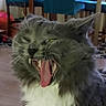 cat, feline, fluffy, gray_fur, white_fur, yawning, open_mouth, long_hair, whiskers, ears, eyes, animal, pet, indoor, chairs, dining_area, wood_floor, close_up, portrait, phone_screenshot