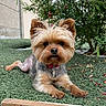 adorable, animal, artificial_grass, collar, cute, dog, ears, face, flower_petals, fur, garden, grass, greenery, lying_down, nature, outdoor, pet, small_dog, wooden_board, yorkshire_terrier