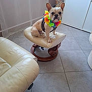 Talbot participe au concours pour gagner de l'argent avec cette photo : french_bulldog, dog, pet, flower_lei, colorful, indoor, stool, cushion, leather_chair, tile_floor, cabinet, natural_light, animal, cute, sitting, small_dog, household, decor, domestic_dog, portrait