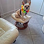 french_bulldog, dog, pet, flower_lei, colorful, indoor, stool, cushion, leather_chair, tile_floor, cabinet, natural_light, animal, cute, sitting, small_dog, household, decor, domestic_dog, portrait