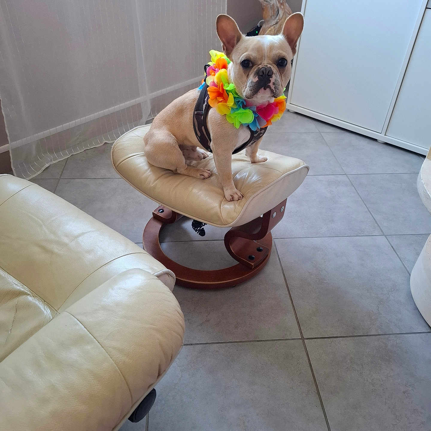 Talbot participe au concours pour gagner de l'argent avec cette photo : animal, cabinet, colorful, cushion, cute, decor, dog, domestic_dog, flower_lei, french_bulldog, household, indoor, leather_chair, natural_light, pet, portrait, sitting, small_dog, stool, tile_floor