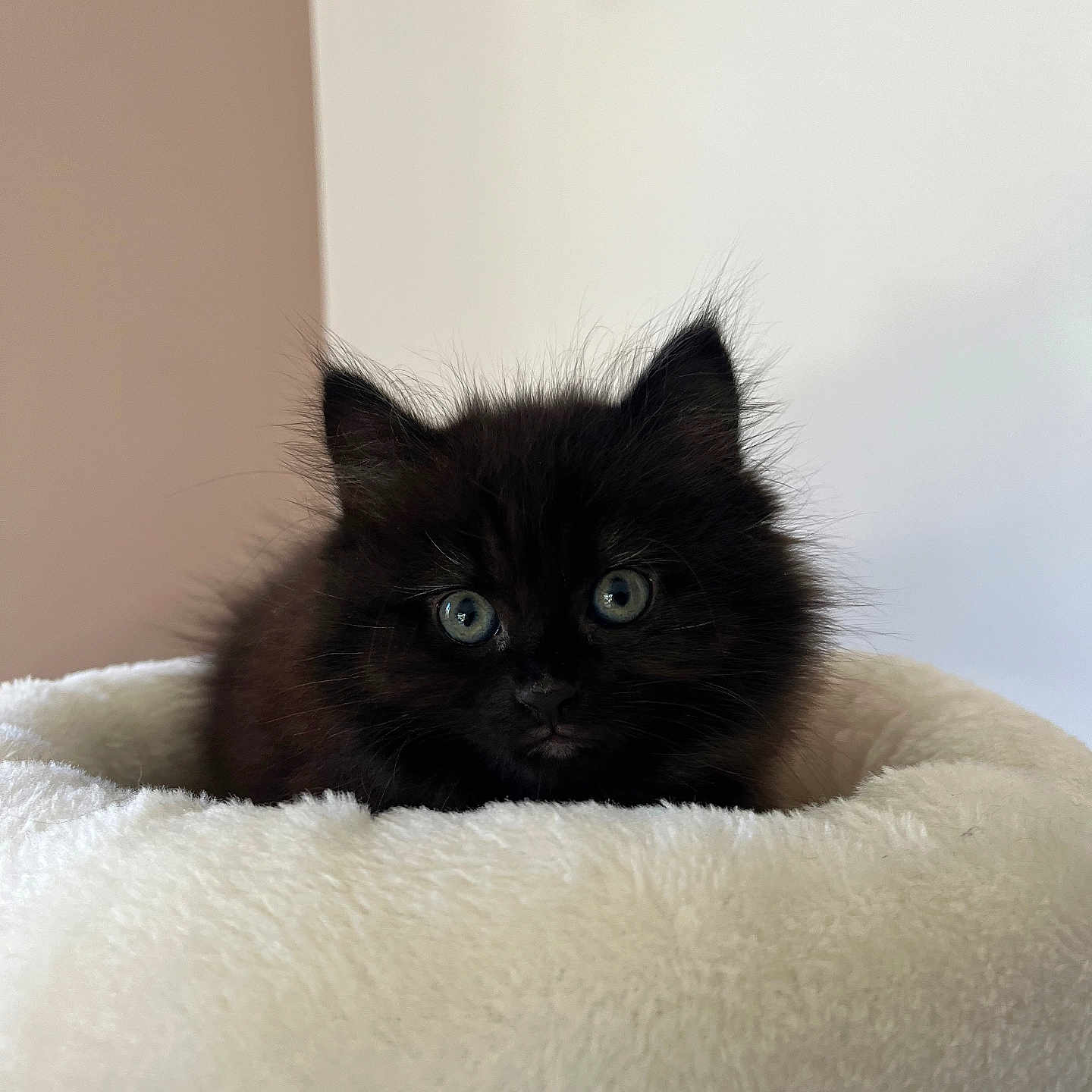 Vahïa a rejoint le concours — aidez-le/la à gagner de superbes lots ! animal, blackcat, blanket, cat, kitten, manx, pet, siamese