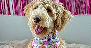 Rapunzel joined the competition — help win amazing prizes! accessory, animal, bandana, blanket, bow, canine, celebration, curly_hair, cute, decor, dog, fluffy, fur, happy, indoor, pet, pink, portrait, sitting, smiling
