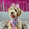 accessory, animal, bandana, blanket, bow, canine, celebration, curly_hair, cute, decor, dog, fluffy, fur, happy, indoor, pet, pink, portrait, sitting, smiling