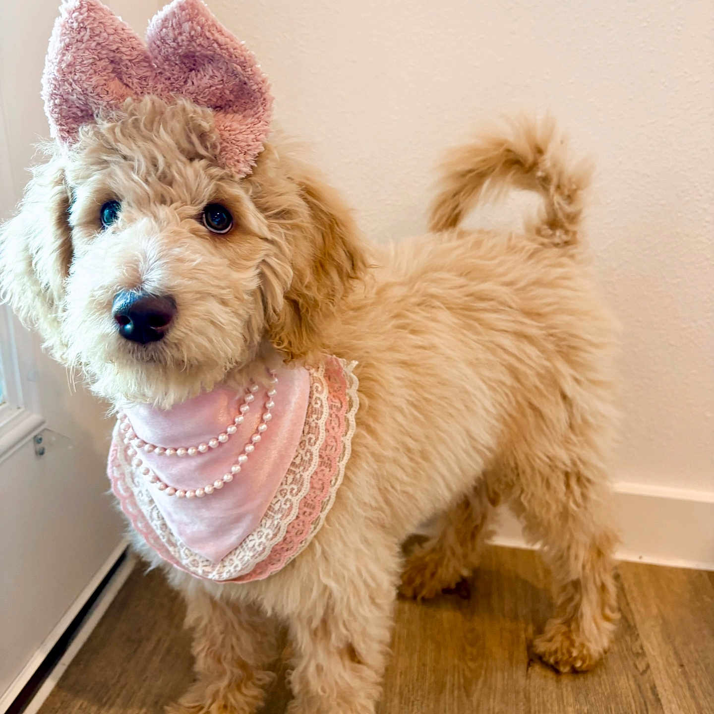 Rapunzel joined the competition — help win amazing prizes! accessory, bandana, bow, curious, cute, decorative, dog, door, fluffy, furry, indoor, lace, light_brown, pearls, pet, pink, portrait, standing, wall, wooden_floor