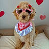 accessories, animal, bandana, bed, cozy, cute, decorations, dog, fluffy, heart_shaped_glasses, hearts, indoor, pet, pink, poodle, portrait, red, sunglasses, valentines_day, white