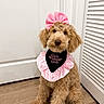 Rapunzel is registered to the contest to win money with this photo: accessory, adorable, animal, bandana, bow, calm, companion, curly_fur, cute, dog, fluffy, fur, indoor, pet, pink_bow, portrait, sitting, slow_mornings_club, white_door, wooden_floor