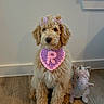 Rapunzel is registered to the contest to win money with this photo: accessory, animal, calm, crocheted_bib, curly_fur, cute, dog, domestic_animal, fluffy, fur, indoor, pet, pink_bow, plush_toy, portrait, sitting, unicorn, wall, window, wooden_floor