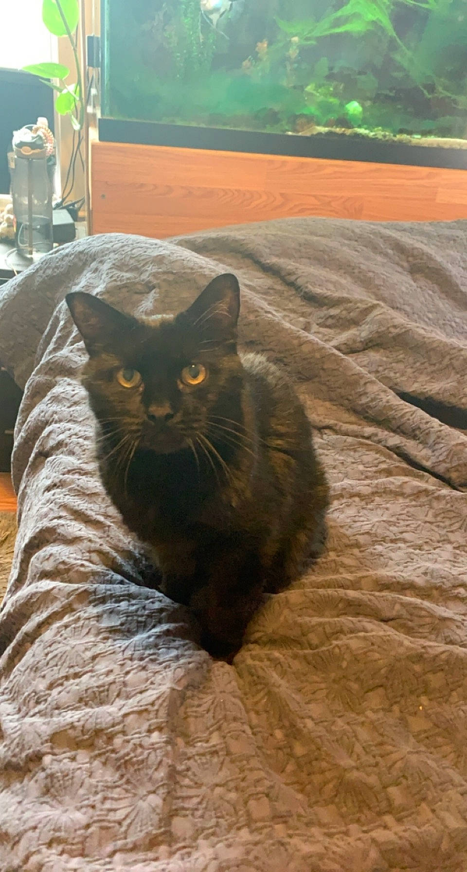 Blu joined the competition — help win amazing prizes! black_cat, brown, carnivore, cat, comfort, domestic_short_haired_cat, fawn, felidae, fur, grass, grey, plant, sitting, small_to_medium_sized_cats, snout, tail, terrestrial_animal, tints_and_shades, whiskers, wood