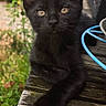 animal, background_blur, black_kitten, calm, cat, close_up, curious, daylight, eyes, feline, fur, greenery, nature, outdoor, pet, portrait, resting, whiskers, wooden_surface, young_cat