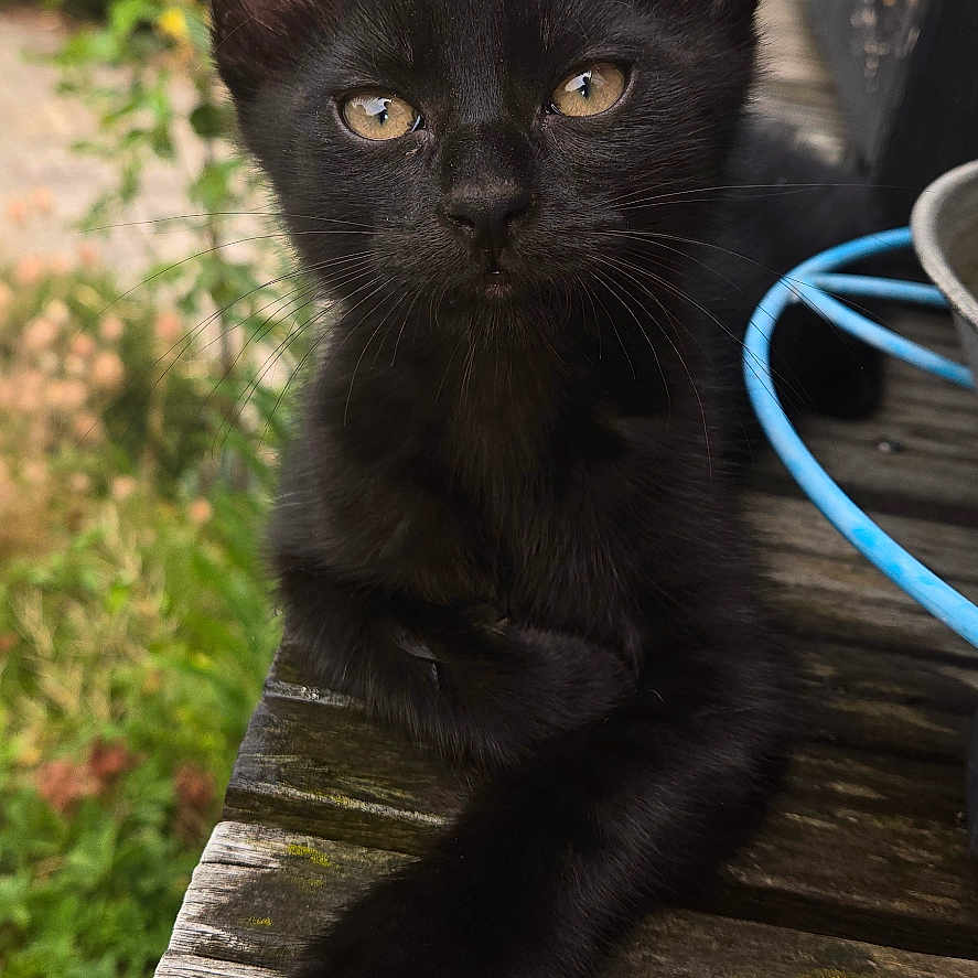 Billy