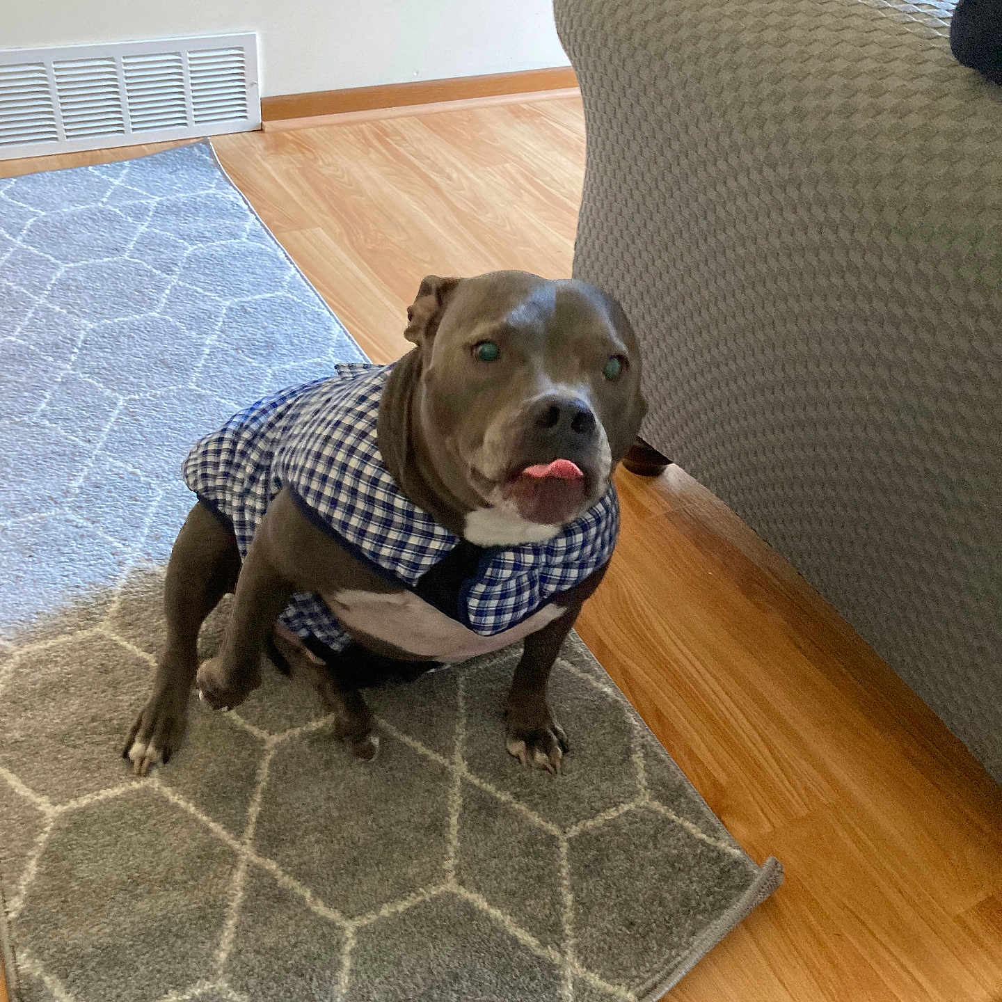 Jonah joined the competition — help win amazing prizes! animal, blue, canine, carpet, checkered, clothing, couch, cute, dog, domestic, flooring, furniture, house, indoor, pet, playful, rug, sitting, tongue, wooden_floor