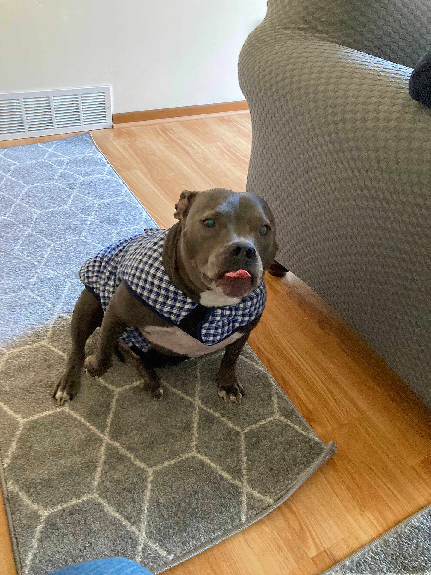 Jonah joined the competition — help win amazing prizes! dog, pet, indoor, carpet, rug, furniture, couch, clothing, blue, checkered, tongue, wooden_floor, flooring, animal, cute, playful, sitting, domestic, canine, house