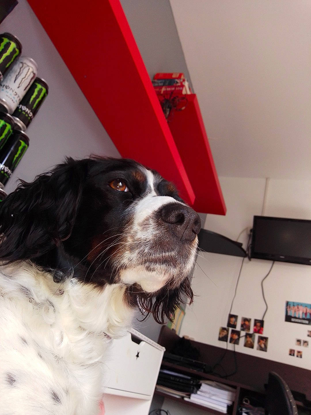 Ila participe au concours pour gagner de l'argent avec cette photo : canidae, carnivore, collar, companion_dog, dog, dog_breed, dog_collar, door, flooring, fur, gun_dog, liver, snout, spaniel, sporting_group, vehicle_door, whiskers, working_animal, working_dog