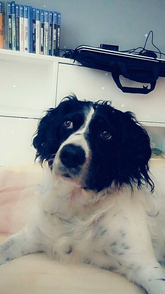 Ila participe au concours pour gagner de l'argent avec cette photo : bookcase, bored, canidae, carnivore, chair, companion_dog, dog, dog_breed, fur, gun_dog, herding_dog, shelf, shelving, snout, sporting_group, working_animal, working_dog