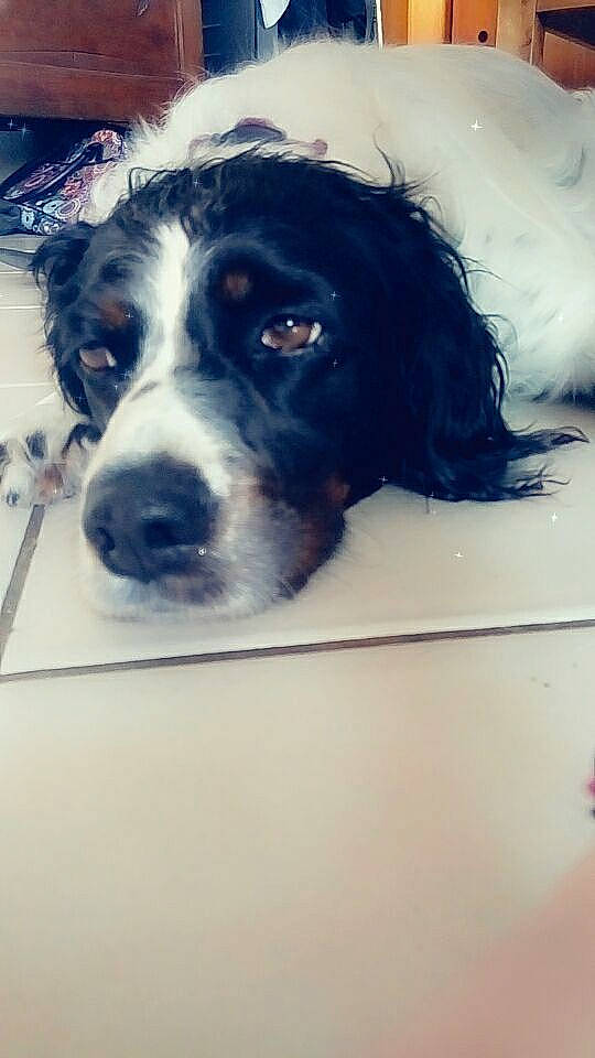 Ila a rejoint le concours — aidez-le/la à gagner de superbes lots ! bernese_mountain_dog, canidae, carnivore, chair, companion_dog, dog, dog_breed, eye, fur, gun_dog, herding_dog, snout, spaniel, sporting_group, square, whiskers, working_animal, working_dog