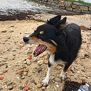 Gawan participe au concours pour gagner de l'argent avec cette photo : dog, beach, sand, rocks, water, stone_wall, water_bottle, seaweed, outdoor, animal, pet, canine, fur, mouth_open, nature, cloudy_sky, shoreline, yawning, black_fur, brown_fur