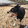 animal, beach, black_fur, brown_fur, canine, cloudy_sky, dog, fur, mouth_open, nature, outdoor, pet, rocks, sand, seaweed, shoreline, stone_wall, water, water_bottle, yawning