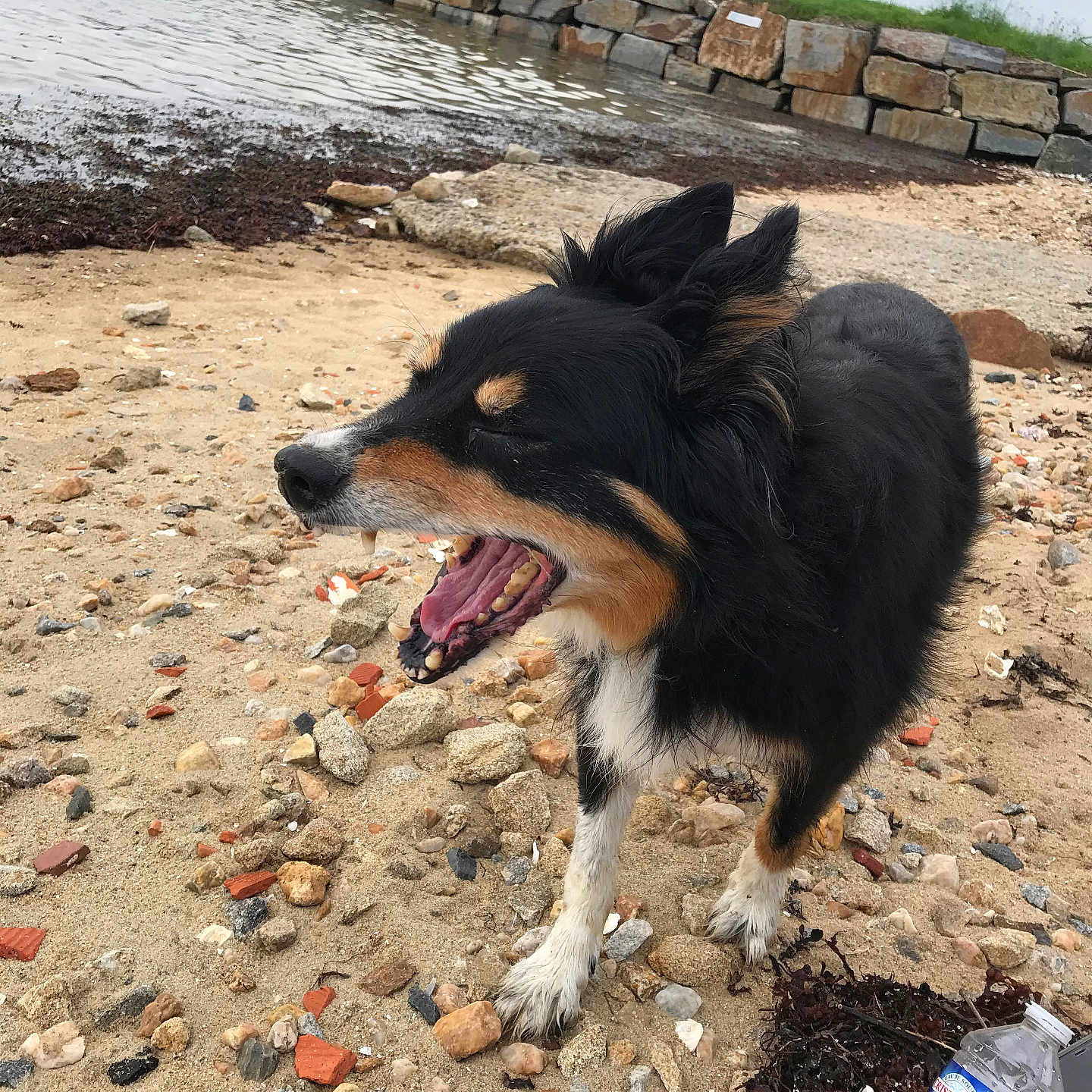 Gawan participe au concours pour gagner de l'argent avec cette photo : dog, beach, sand, rocks, water, stone_wall, water_bottle, seaweed, outdoor, animal, pet, canine, fur, mouth_open, nature, cloudy_sky, shoreline, yawning, black_fur, brown_fur