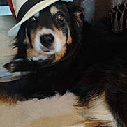 Gawan a rejoint le concours — aidez-le/la à gagner de superbes lots ! animal, berner_dog, black_and_tan, blanket, cute, dog, fashionable, fedora, floor, fluffy, furniture, indoor, living_room, long_hair, lying_down, paws, pet, portrait, relaxed, white_hat