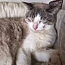 cat, sleeping, cozy, indoor, feline, fur, resting, cushion, paw, whiskers, relaxed, pet, domestic_animal, closeup, soft_lighting, home_interior, wall, decor, gray, white