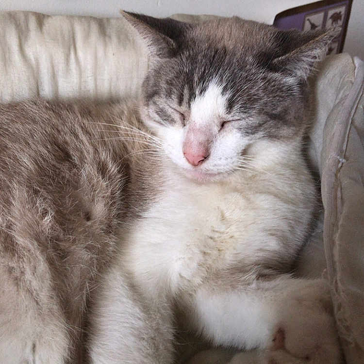 Chantilly a rejoint le concours — aidez-le/la à gagner de superbes lots ! cat, sleeping, cozy, indoor, feline, fur, resting, cushion, paw, whiskers, relaxed, pet, domestic_animal, closeup, soft_lighting, home_interior, wall, decor, gray, white