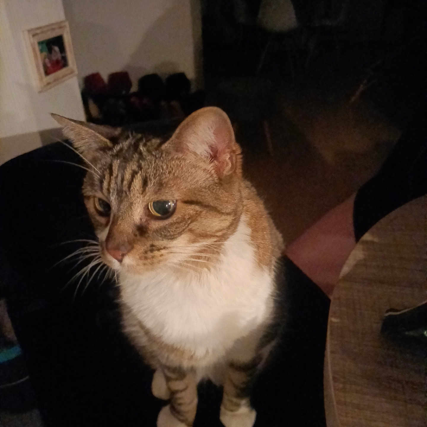 Mousse a rejoint le concours — aidez-le/la à gagner de superbes lots ! animal, cat, chair, cozy, curious, dim_light, domestic, feline, furniture, household, indoor, pet, photographs, shadow, sitting, tabby, table, whiskers, white_paws, wooden_surface