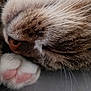 Mousse a rejoint le concours — aidez-le/la à gagner de superbes lots ! animal, cat, close_up, cozy, cute, domestic, feline, fur, mammal, nap, nose, paw, pet, pink_pads, relaxation, rest, sleeping, soft, tabby, whiskers