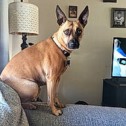 Baby Girl is registered to the contest to win money with this photo: brown_dog, canine, collar, couch, curious, dog, domestic_animal, ears, expression, framed_photos, furniture, home, indoor, lamp, living_room, looking, pet, sitting, television, wall