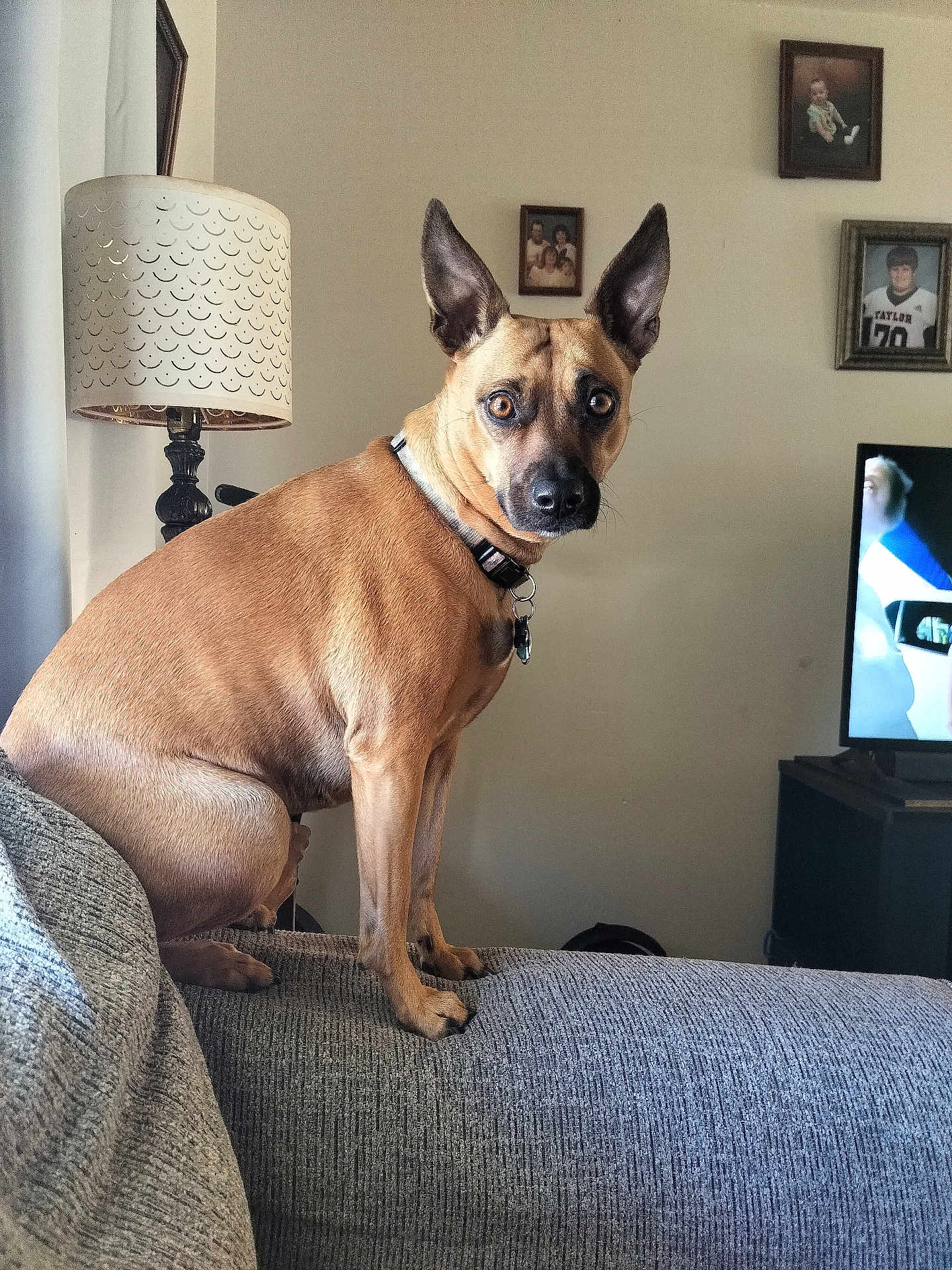 Baby Girl is registered to the contest to win money with this photo: brown_dog, canine, collar, couch, curious, dog, domestic_animal, ears, expression, framed_photos, furniture, home, indoor, lamp, living_room, looking, pet, sitting, television, wall