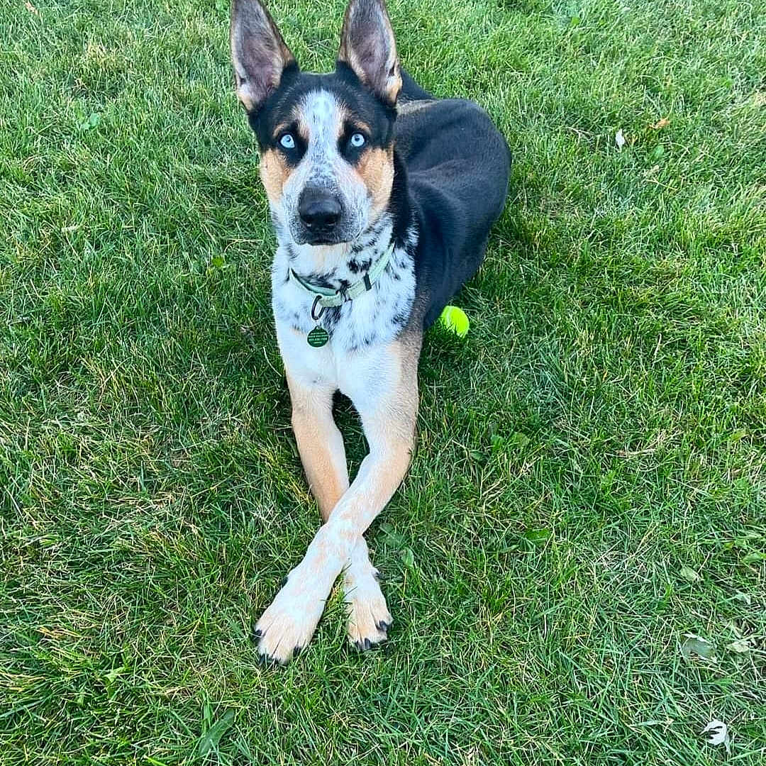 Thanos is registered to the contest to win money with this photo: accessories, animal, ball, canine, dog, football, germanshepherd, grass, hound, husky, pet, plant, puppy, racket, soccer, soccerball, sport, tennis, tennisball, tennisracket