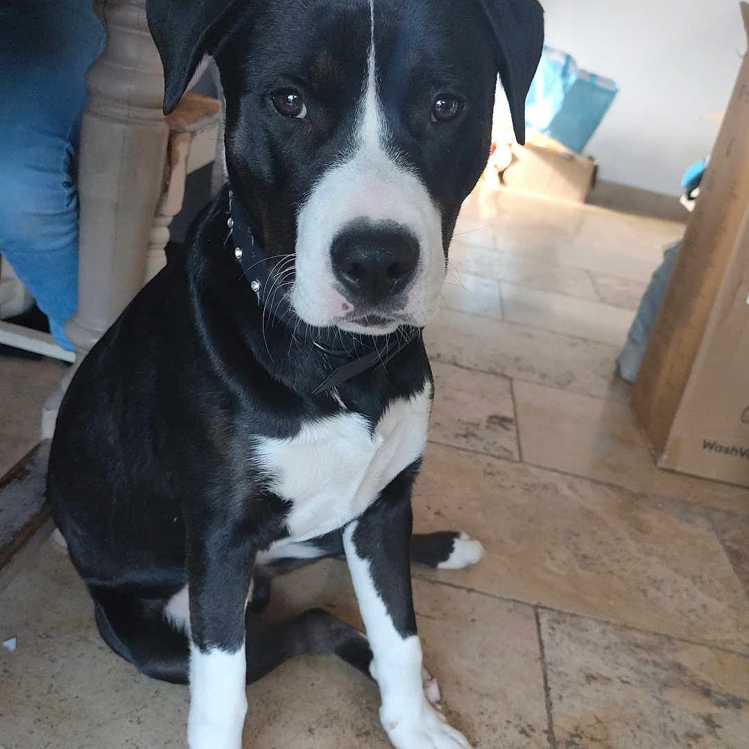 Django a rejoint le concours — aidez-le/la à gagner de superbes lots ! adult, animal, appenzeller, bulldog, canine, dog, flagstone, hound, labradorretriever, male, man, path, person, pet, plywood, pointer, puppy, slate, walkway, wood