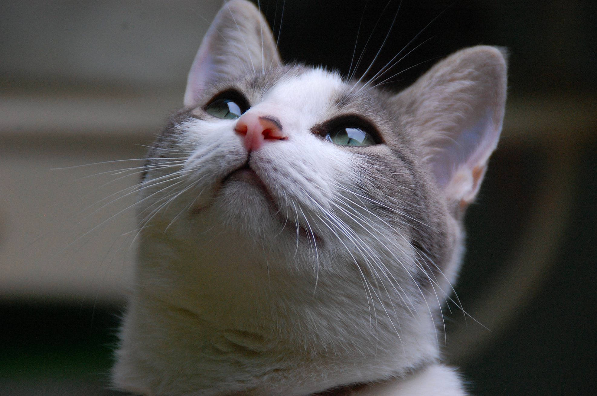 Kitty participe au concours pour gagner de l'argent avec cette photo : aegean_cat, american_wirehair, asian, burmilla, carnivore, cat, domestic_short_haired_cat, ear, european_shorthair, felidae, japanese_bobtail, khao_manee, kitten, mammal, nose, small_to_medium_sized_cats, snout, turkish_angora, turkish_van, whiskers