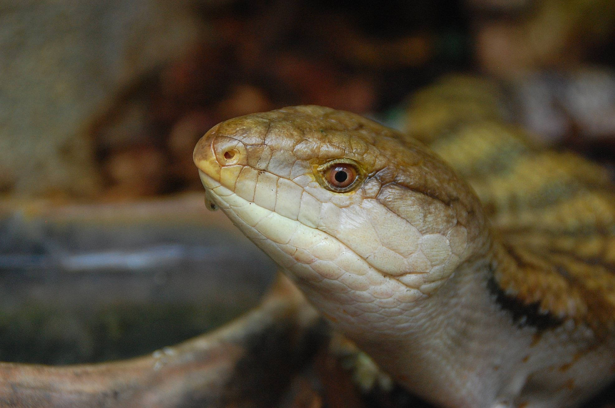 Triquette participe au concours pour gagner de l'argent avec cette photo : anguidae, blue_tongued_skink, close_up, elapidae, eye, reptile, scaled_reptile, terrestrial_animal, wildlife